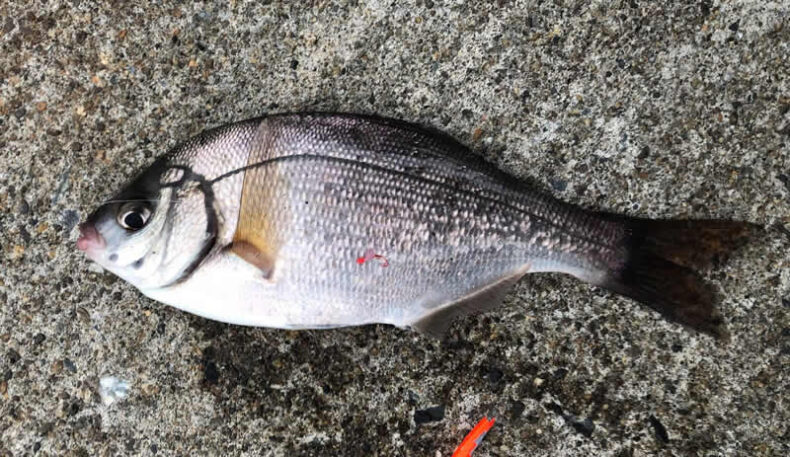 海タナゴの釣り方 タックル 仕掛け ポイント エサ In八戸 青森 太平洋 三陸